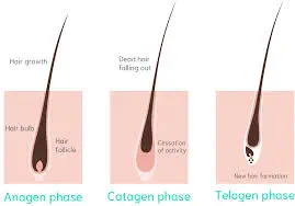 Quelles sont les différences entre le cheveu et le poil ?
